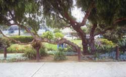 Pepper Tree Park Interventions